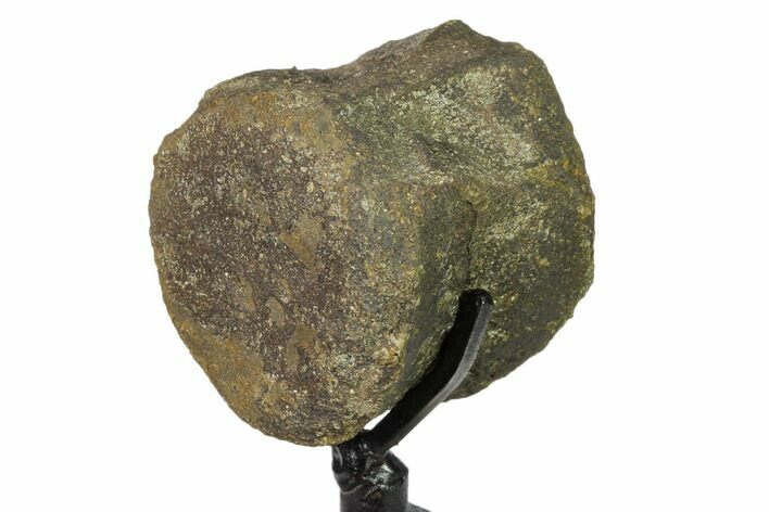 Hadrosaur Vertebra Centrum with Stand - Montana #159679